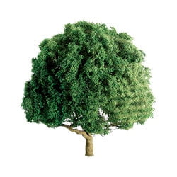 JTT Scenery Products Scenery JTT Scenery Products HO 94264 (TR-1064) Professional Series Oak Trees 3" (2)