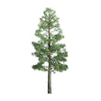 JTT Scenery Products Scenery JTT Scenery Products HO 94293 (TR-1093) Professional Series Pine Trees 3" (3)