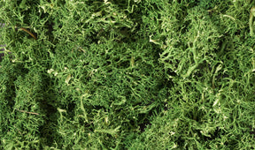 Woodland Scenics Woodland Scenics 163 Lichen/Medium Green