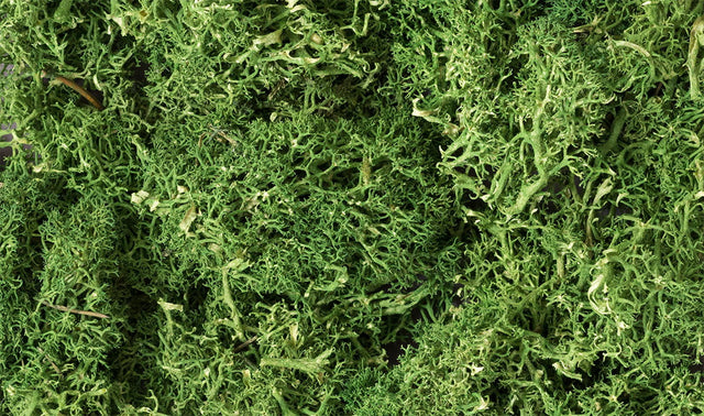 Woodland Scenics Woodland Scenics 163 Lichen/Medium Green